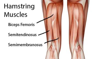 Improving Knee Strength with a 2 Leg Hamstring Curl Exercise