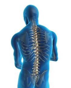 Posture – Structural Spine Support for Whole-Body Health